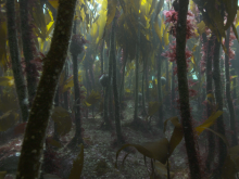 Kelp Forest © Andy Jackson