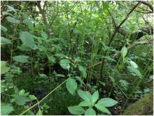 Himalayan Balsam - Simon Price