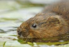 Water Vole