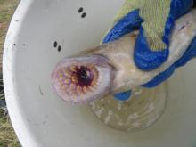 Sea Lamprey